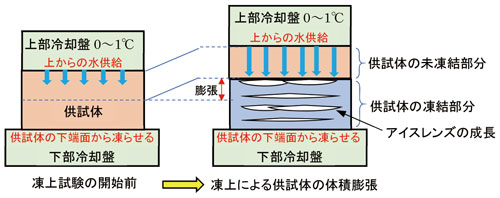 図4　凍上試験のイメージ図