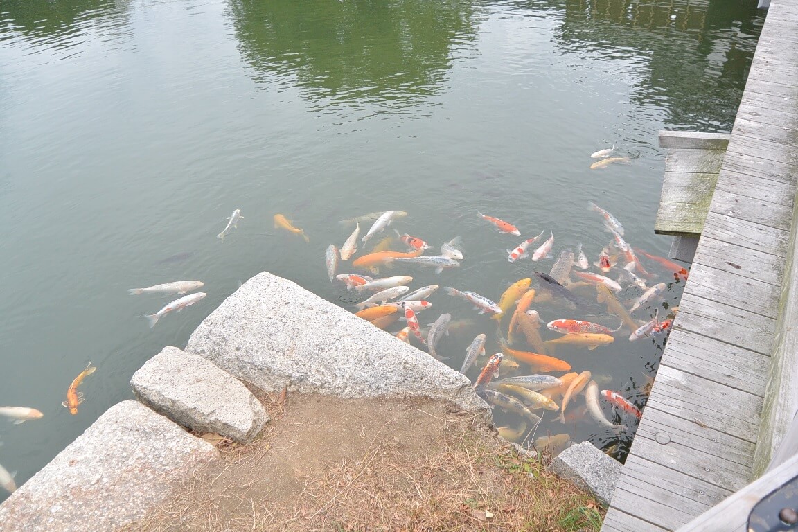 広島城のお堀の鯉